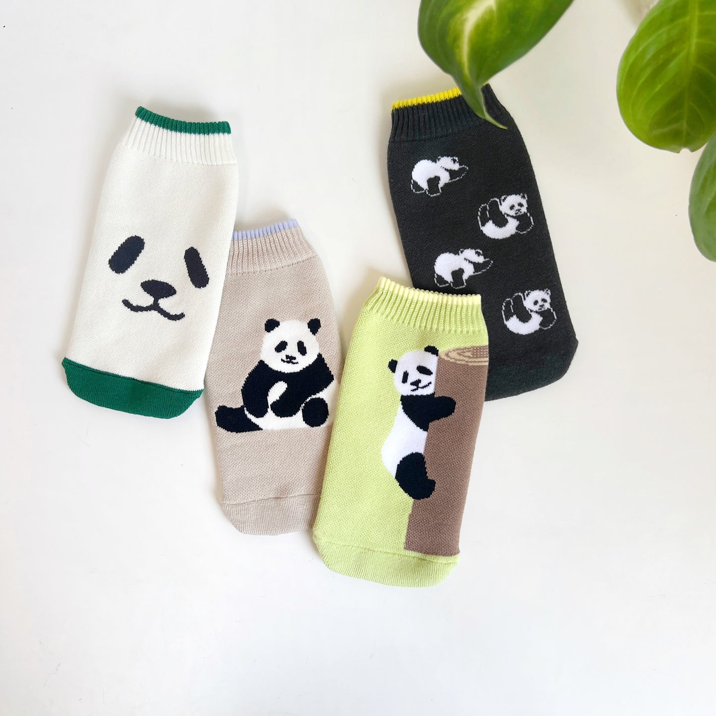 [PANDA]パンダBOTOCO